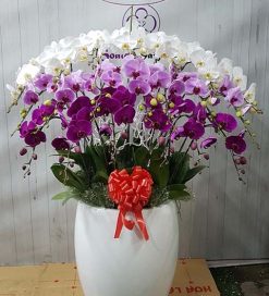 Alternative view of Cung Màu – TT222