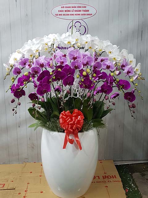 Cung Màu – TT222 - Ảnh 2