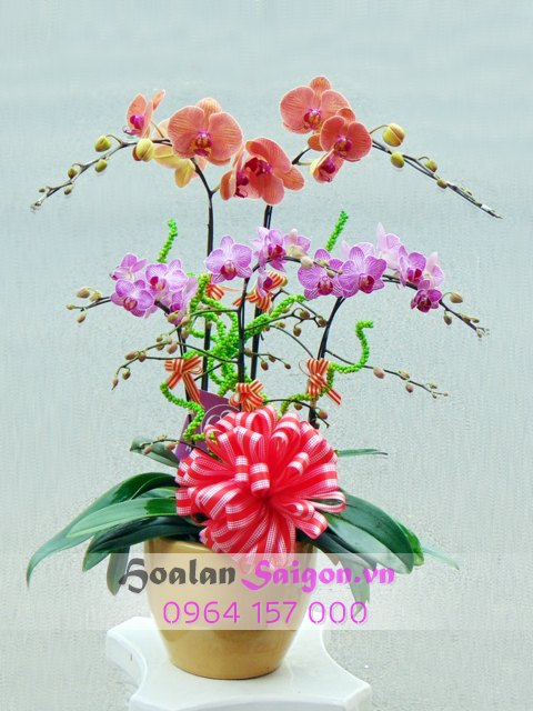 Sương mai – MN122 - Ảnh 3