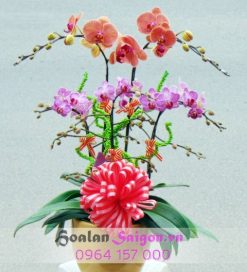 Sương mai – MN122