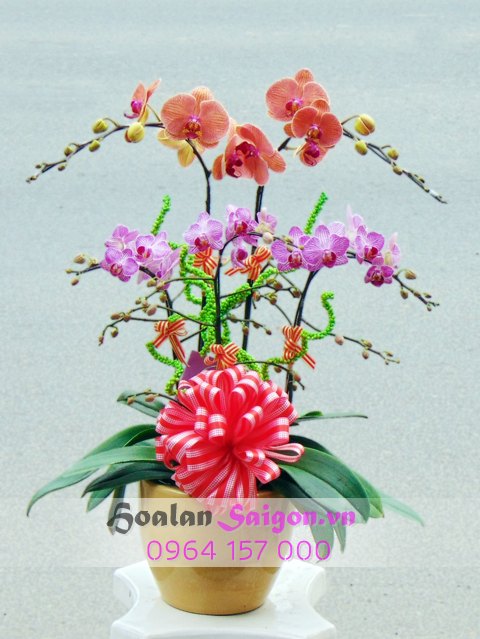 Sương mai – MN122