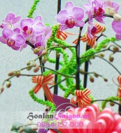 Alternative view of Sương mai – MN122