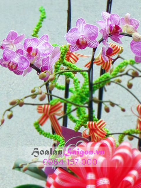 Sương mai – MN122 - Ảnh 2