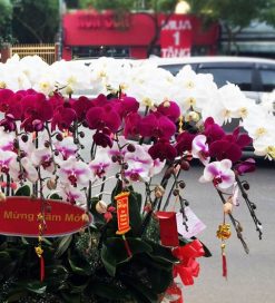 Alternative view of Thuyền hoa 5 – TH105