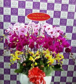 Cầu vồng – TT223