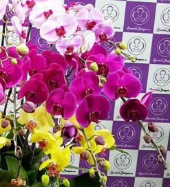 Alternative view of Cầu vồng – TT223