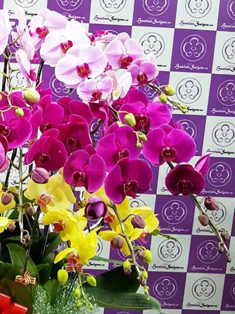 Cầu vồng – TT223 - Ảnh 2