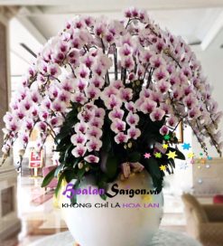 Thướt tha – TT216