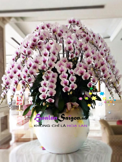 Thướt tha – TT216