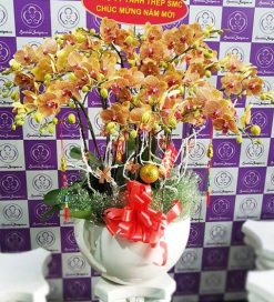 Nắng xuân – TT217