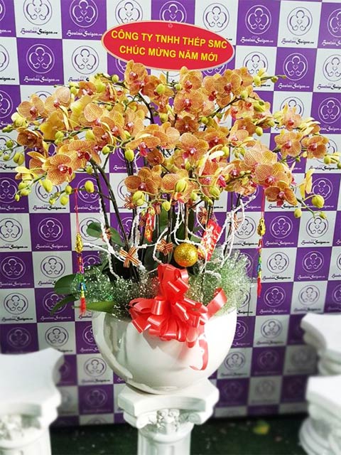 Nắng xuân – TT217