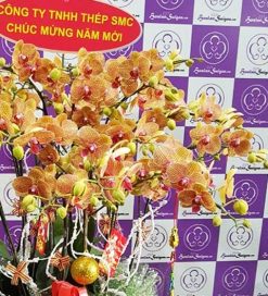 Alternative view of Nắng xuân – TT217