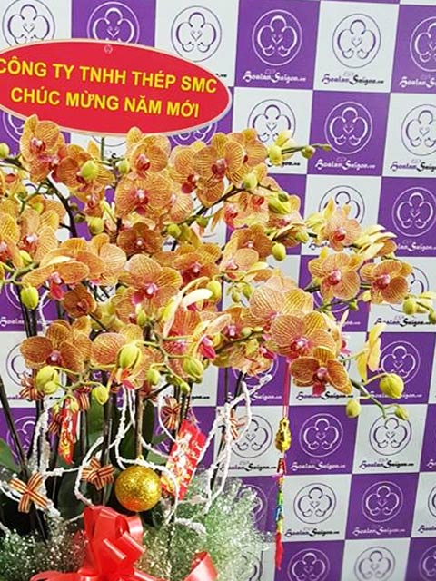 Nắng xuân – TT217 - Ảnh 2