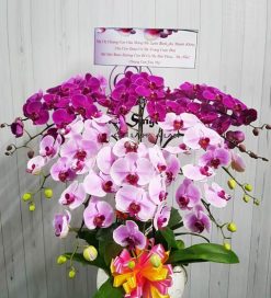 Hương xuân – TT218