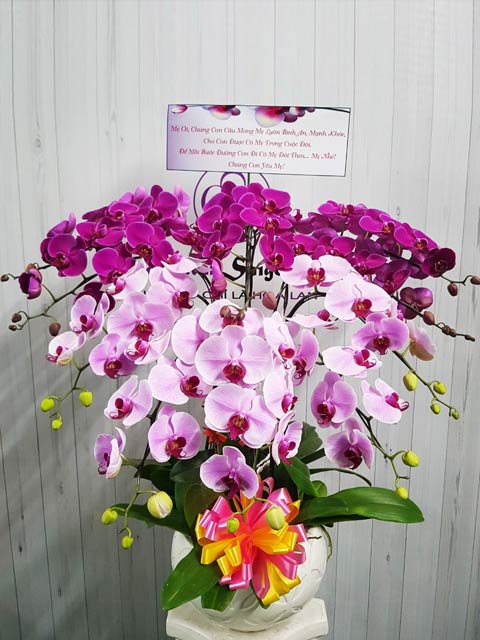 Hương xuân – TT218