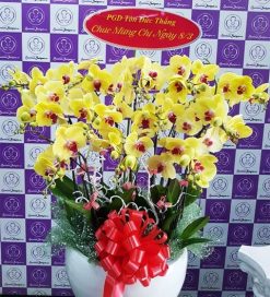 Xuân về – TT219