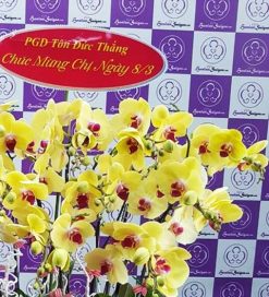 Alternative view of Xuân về – TT219